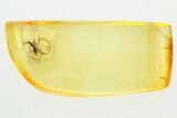 Detailed Fossil Parasitoid Wasp (Diapriidae) In Baltic Amber #381237-1